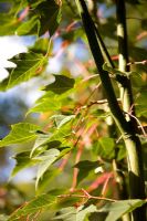 Acer pectinatum 'Sparkling'