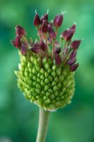 Allium 'Forelock'  - Ornamental Onion bud, June
