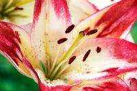 Lilium 'Lollypop', syn L 'Holebibi' - Asiatic Lily, June