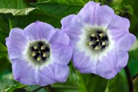 Nicandra physalodes - Shoo Fly Plant, Apple of Peru, June 
