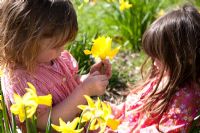 Young girls picking Daffodils in Spring garden