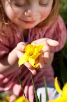 Young girl in pink dress holding Daffodil