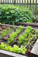 Railway sleeper raised beds in small country vegetable garden, with Little Gem and Lollo Rosso Lettuces, Carrots, Leek seedlings, and Lupin seedlings in pots. Potatoes and old fork behind