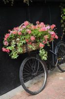 Old bicycle with basket planted up with colourful trailing Pelargoniums