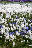Puschkinia scilloides var libanotica 'Alba' in a field of spring bulbs