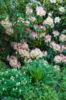 Rhododendron with perennial underplanting of Corydalis