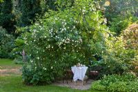 Tea-time under a Rose arbour covered with climbing Rosa 'Felicité et Perpétué' and 'Tall Story'. Corydalis, Digitalis purpurea and  Rhododendron in borders