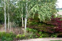 View across garden of silver birch and shrubs in autumn colour - Lady Farm, Somerset