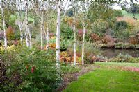 Betula utilis var. jacquemontii and autumn borders alongside lake and lawn - Lady Farm, Somerset