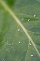 Trialeurodes vaporariorum - Glasshouse whitefly on leaf 