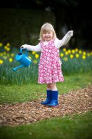 Young girl wearing a flowery dress carrying a blue watering can on a mulched path in a lawn with daffodils