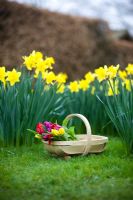 Wooden trug of Tulipa on a lawn with Narcissus - Daffodils