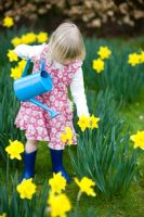 Young girl wearing a flowery dress carrying a blue watering can amongst Daffodils
