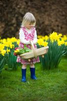 Young girl wearing a flowery dress and blue wellies carrying a wooden trug of Tulips standing on a lawn with Daffodils