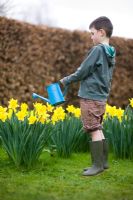 Boy wearing shorts and wellies watering Daffodils