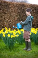 Boy wearing shorts and wellies watering Daffodils
