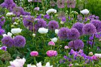 Allium aflatunense 'Purple Sensation',  Geranium magnificum and Paeonia lactiflora  - Weihenstephan Gardens