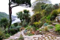 Tall Pinus radiata - Monterey Pine rises above garden made on steep site above Lamorna Cove. Chygurno, Lamorna, Cornwall, UK