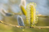 Salix cinerea 'Gigantea Kelso' - Grey Willow