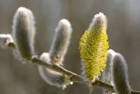 Salix cinerea 'Gigantea Kelso' - Grey Willow
