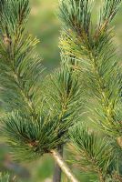 Pinus flexilis - Limber Pine