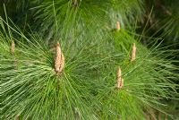 Pinus densiflora - Sikhote Red Pine