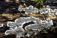 Kretzschmaria deusta - A common fungi found on beech trees