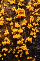 Badhamia utricularis - A slime mould fungi 