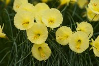 Narcissus romieuxii - RHS Wisley