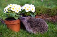 Erinaceus europaeus - Hedgehog smelling flowers in spring