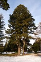 Pinus heldreichii - Bosnian pine at Wakehurst Place Gardens