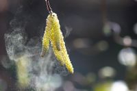 Corylus avellana 'Contorta' - Corkscrew hazel catkin releasing pollen