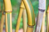 Phyllostachys aureosulcata 'Spectabilis' - The Green Barcode Bamboo