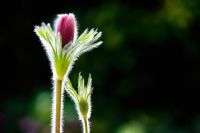 Pulsatilla vulgaris 'Rote Glocke' - Pasque Flower in bud, back lit by the sun against dark background 