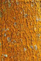 Trentepohlia Algae on Quercus ellipsoidal - Northern Pin Oak tree bark