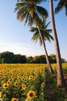 Helianthus annuus - Sunflower field and palm trees in the Indian countryside
