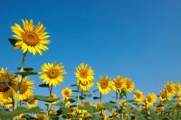 Helianthus annuus - Sunflower in field against blue sky