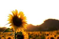 Helianthus Annuus - Sunflower at sunset in India