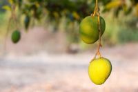 Mangifera induce -  Ripening Mango fruit
