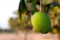 Mangifera induce -  Ripening Mango fruit