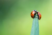 Coccinella 7 punctata - Two Ladybirds on a leaf