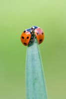 Coccinella 7 punctata - Two Ladybirds on a leaf