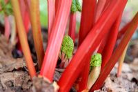 Rheum x hybridum - Rhubarb 'Timperley Early' in mid March