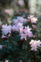 Rhododendron racemosum