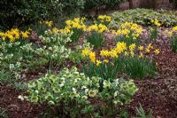 Narcissus 'Peeping Tom' AGM with Helleborus x hybrida naturalised under shrubs
