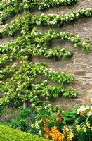 Espalier of Pear on wall - Brilley Court, Herefordshire, April