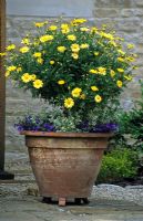 Terracota pot planted with Agryanthuemum grown as standard