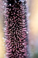 Pennisetum glaucum 'Purple Majesty'