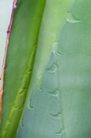 Agave titanota Gentry - Thorn impressions in the leaf