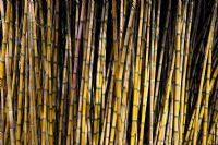 Chusquea culeou - Bamboo 